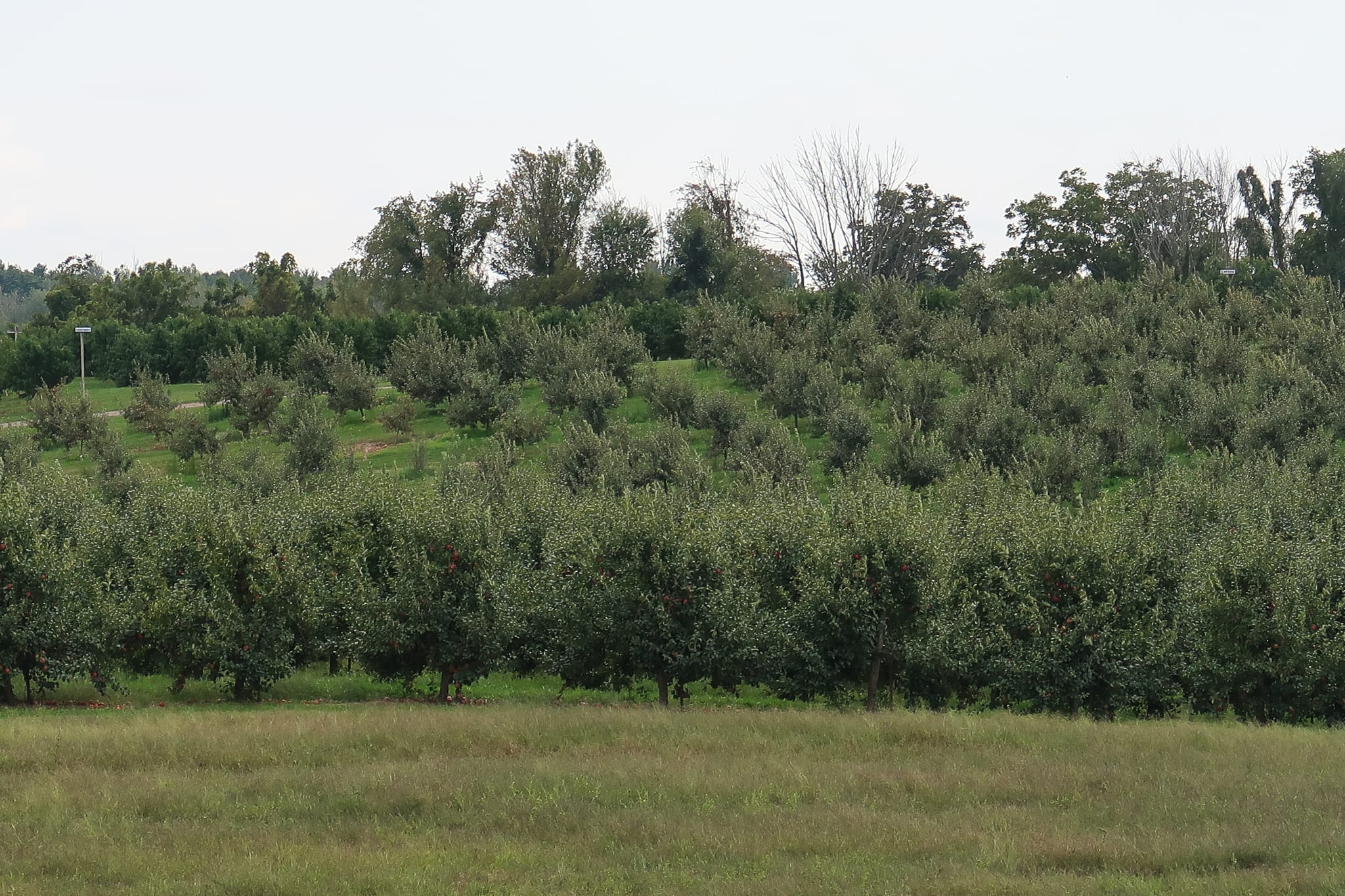 michiganappleorchards