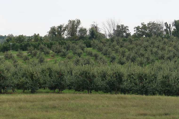 michiganappleorchards