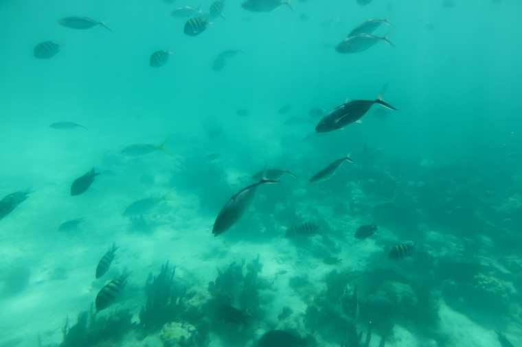tournassaubahamasunderwater