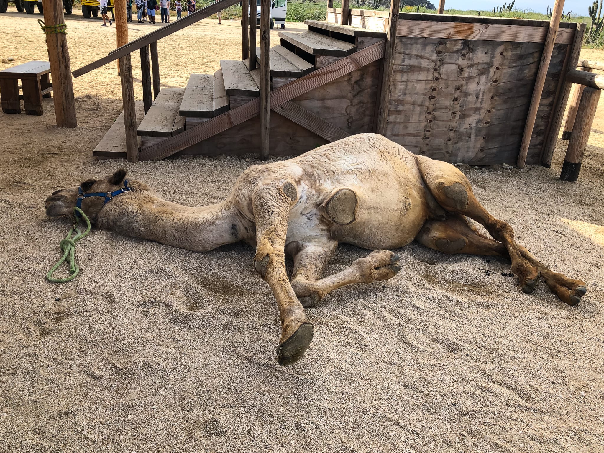 resting camel