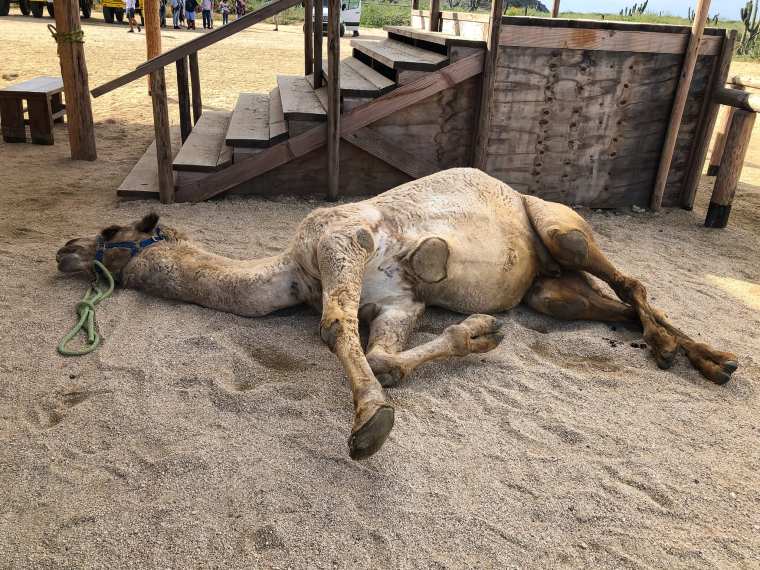 resting camel