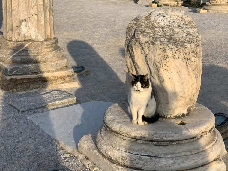 tourephesusturkeycats